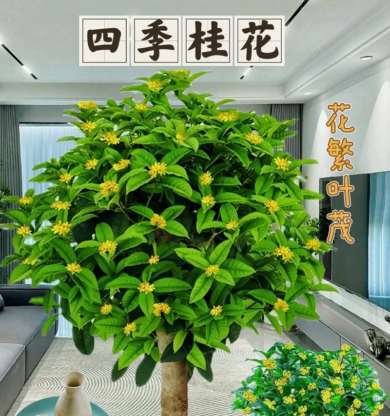 如何在室内养护桂花（室内桂花的养护方法和注意事项）