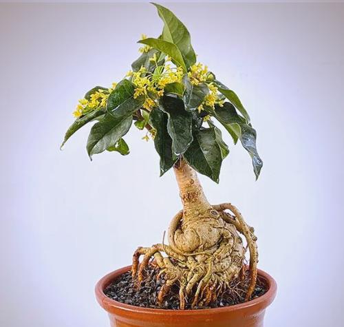 如何在室内养护桂花（室内桂花的养护方法和注意事项）