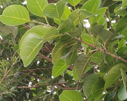 探秘杨树——林荫大道上的绿色风景（枝繁叶茂，绿意盎然，繁衍生息的植物王国）