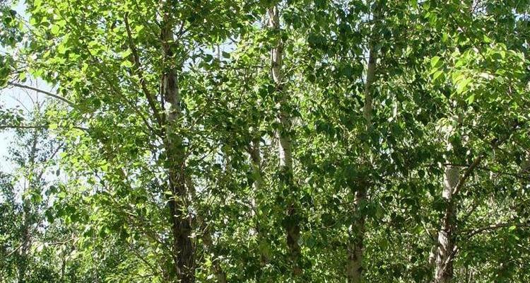 探秘杨树——林荫大道上的绿色风景（枝繁叶茂，绿意盎然，繁衍生息的植物王国）