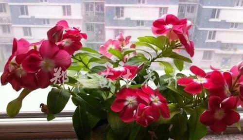 巧克力花的养殖和毒性分析（室内养巧克力花需注意哪些问题，巧克力花是否有毒？）