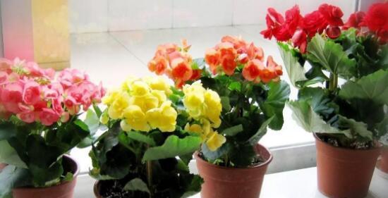 巧克力花的养殖和毒性分析（室内养巧克力花需注意哪些问题，巧克力花是否有毒？）