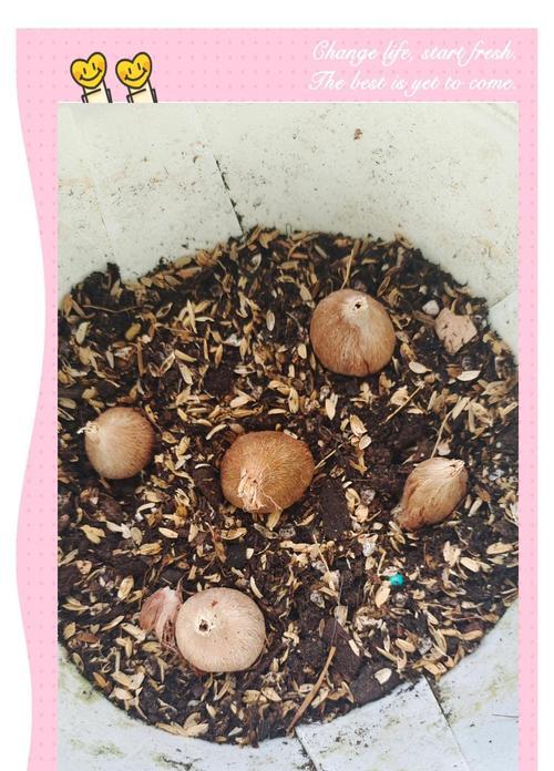 小苍兰耐寒程度有多强？（探究小苍兰的低温耐性以及相关研究进展。）