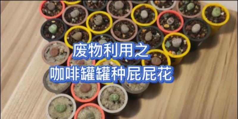 多肉屁屁花配土全攻略（打造适合多肉生长的土壤，让屁屁花长得更茁壮）