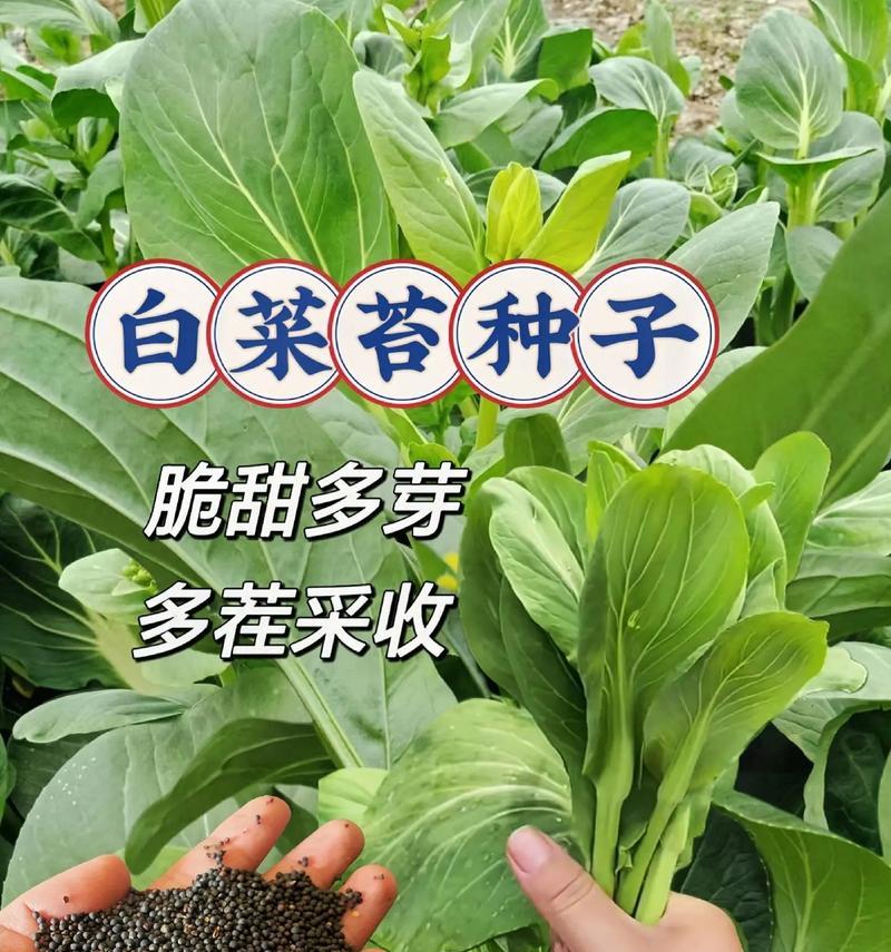 四季白菜的浇水时间（学会浇水，让白菜长势更强）
