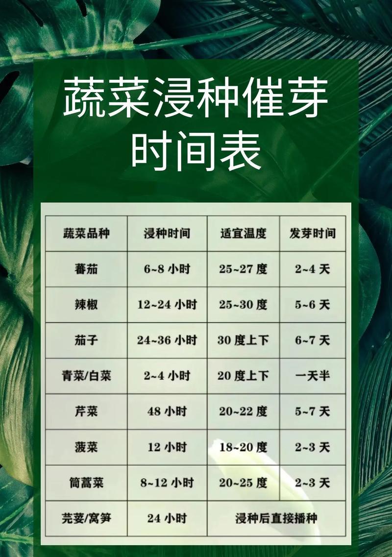 四季白菜的浇水时间（学会浇水，让白菜长势更强）