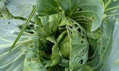 油菜夏天可以种吗？（夏季油菜种植技巧和注意事项）
