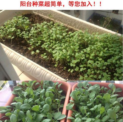 油菜夏天可以种吗？（夏季油菜种植技巧和注意事项）