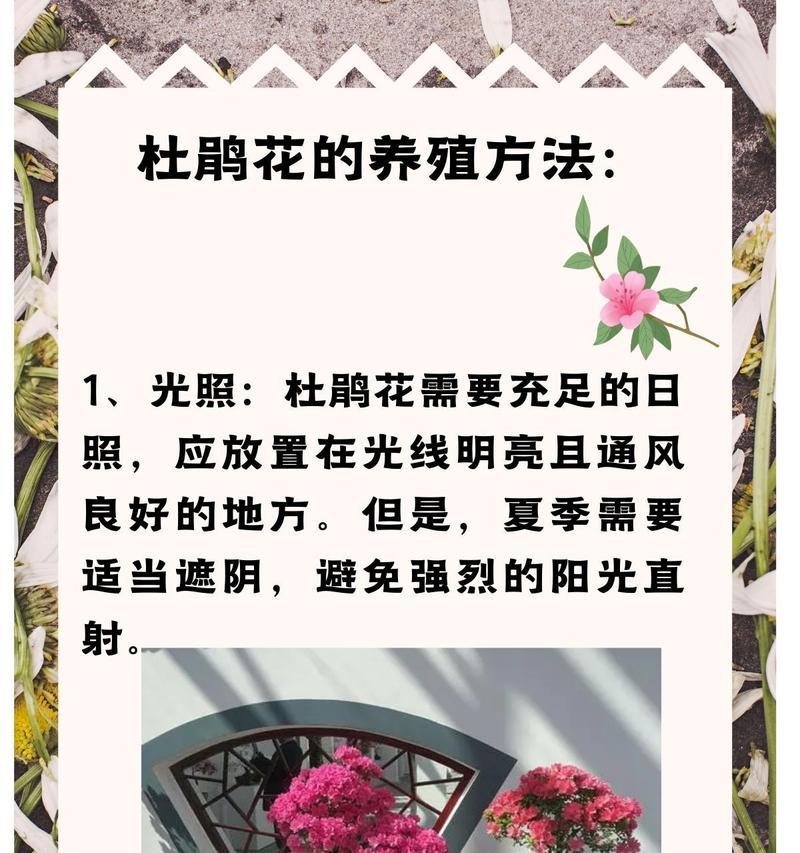 杜鹃花的种植养殖与栽培方法（打造美丽花园，杜鹃是不可少的！）