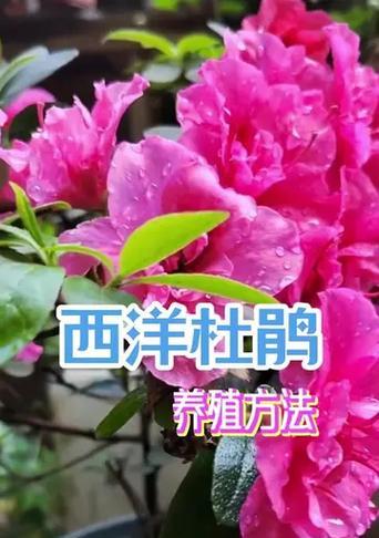杜鹃花的种植养殖与栽培方法（打造美丽花园，杜鹃是不可少的！）