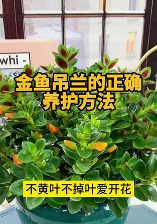 吊兰盆栽与养护指南（打造幸福家园，从吊兰开始）