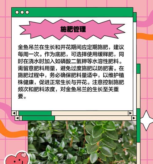 吊兰盆栽与养护指南（打造幸福家园，从吊兰开始）