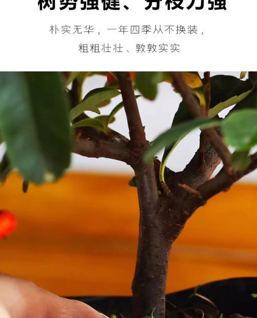 火棘嫁接方法与技巧（选择适合的主干树，成功嫁接火棘）