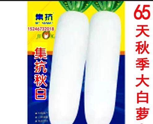 东北大萝卜种植全攻略（最佳种植时间、技巧和注意事项）
