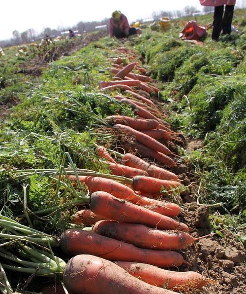 东北大萝卜种植全攻略（最佳种植时间、技巧和注意事项）