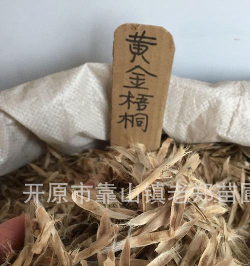 丰富的营养，多种吃法——梧桐树种子的美食之旅（品尝梧桐树种子，健康更有味；探寻种子的多样化食用方式）
