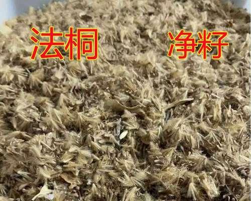 丰富的营养，多种吃法——梧桐树种子的美食之旅（品尝梧桐树种子，健康更有味；探寻种子的多样化食用方式）