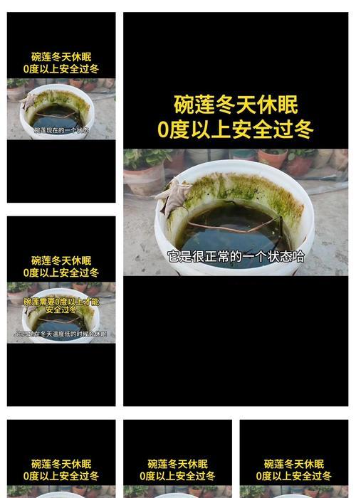 如何避免碗莲叶子干枯——寻找养护方法的关键（从水质、光照、温度等方面入手，打造优美莲池）