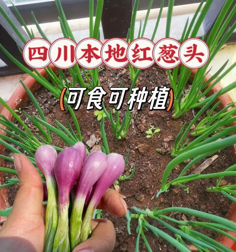 红葱头种植的时间、方法与要点（掌握红葱头的种植技术，助力丰收）