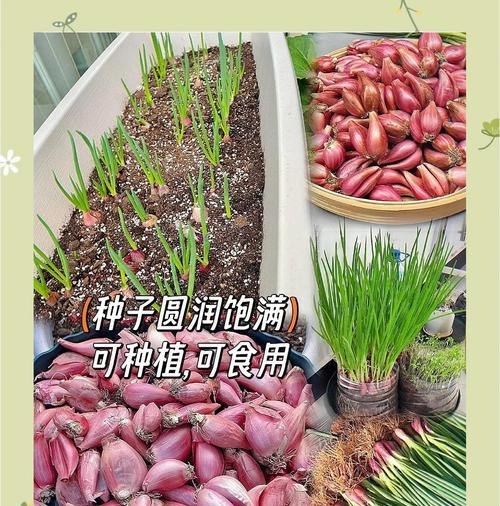 红葱头种植的时间、方法与要点（掌握红葱头的种植技术，助力丰收）