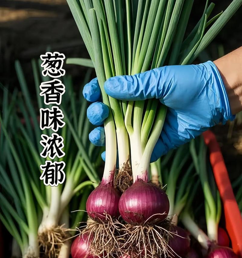 红葱头种植的时间、方法与要点（掌握红葱头的种植技术，助力丰收）