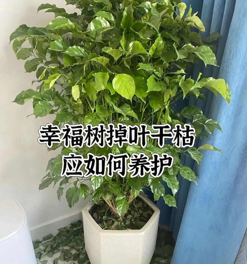 幸福树到底能不能浇醋？（科学家揭秘背后的真相）