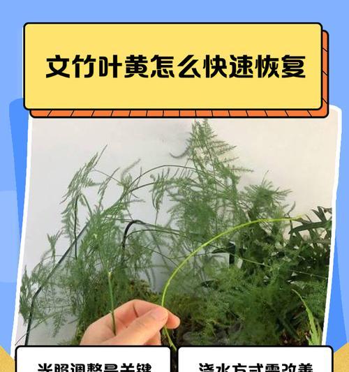 如何处理凤尾竹黄叶（让你的凤尾竹重新焕发青春，让黄叶成为过去式）