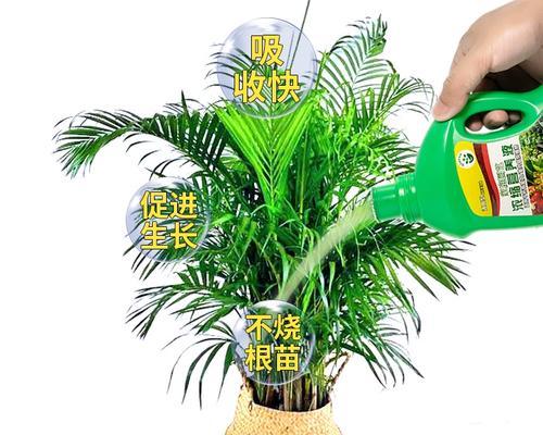 如何处理凤尾竹黄叶（让你的凤尾竹重新焕发青春，让黄叶成为过去式）