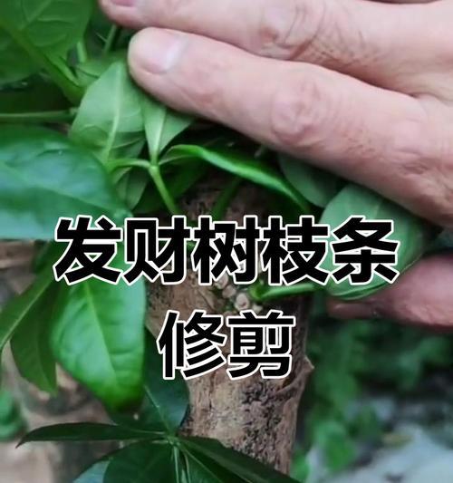 如何正确修剪发财树？（发财树成长太快怎么办，15个技巧教你如何修剪）