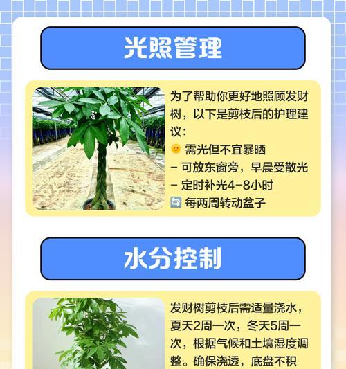 如何正确修剪发财树？（发财树成长太快怎么办，15个技巧教你如何修剪）
