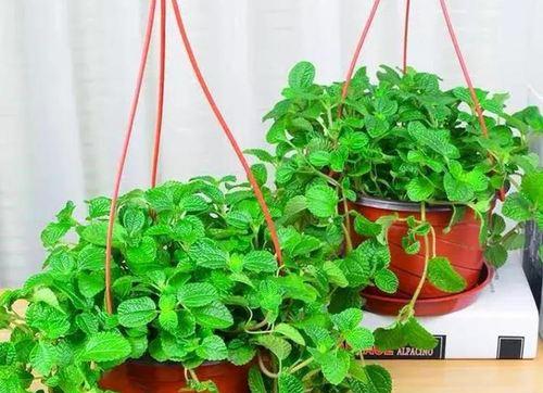 卧室里的花草——如何选择适合卧室的植物（卧室养花有什么好处？卧室植物的种类推荐，如何打理卧室里的花草）