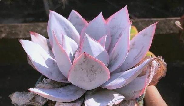 多肉广寒宫的养殖方法与养护要点（简单易学的养殖技巧，打造华丽多肉园）