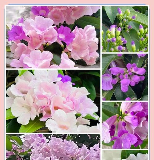 大蒜是否会开花？开花是什么意味？