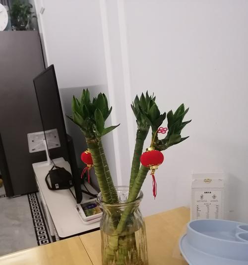 水竹快速生根的方法（实用技巧让你轻松掌握）