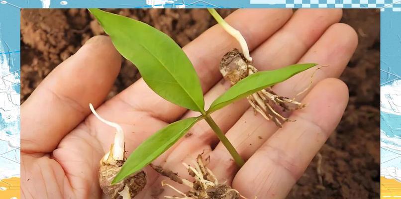 如何种植半夏种子（从选种到收获，手把手教你种植半夏）