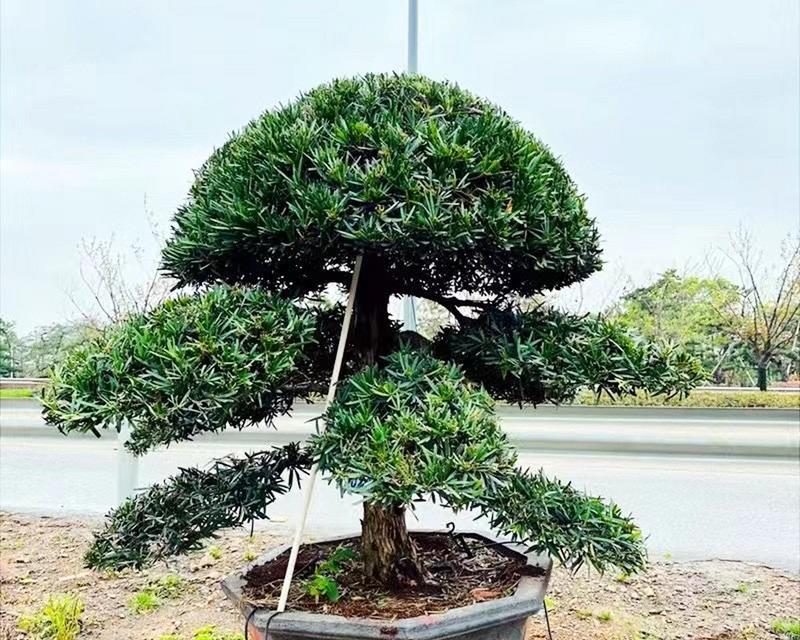 罗汉松浇水技巧详解（罗汉松需要浇透吗？浇水量应该如何掌握？）