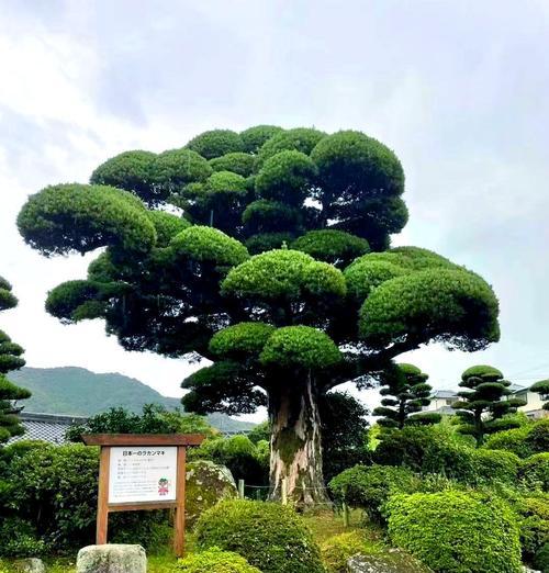 罗汉松浇水技巧详解（罗汉松需要浇透吗？浇水量应该如何掌握？）