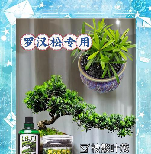 罗汉松浇水技巧详解（罗汉松需要浇透吗？浇水量应该如何掌握？）