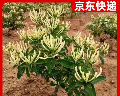 家里可以种金银花树吗？（金银花树的种植条件和养护技巧）