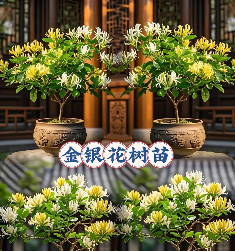 家里可以种金银花树吗？（金银花树的种植条件和养护技巧）