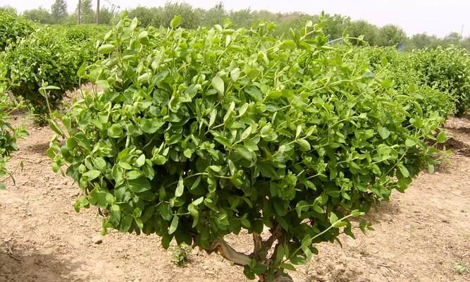 家里可以种金银花树吗？（金银花树的种植条件和养护技巧）