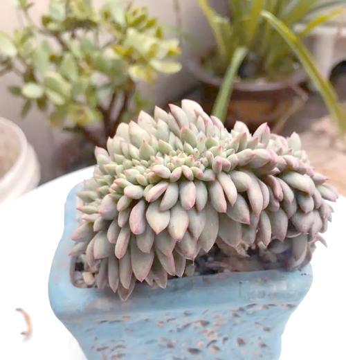 红砖渣拌营养土，适合种植多肉（用红砖渣制作的营养土，为多肉植物提供充足营养和水分）