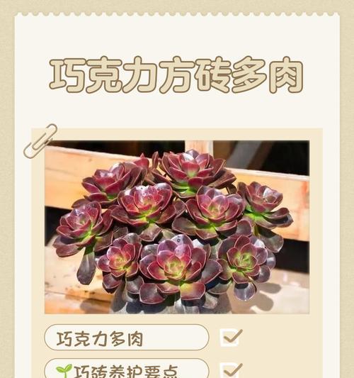 红砖渣拌营养土，适合种植多肉（用红砖渣制作的营养土，为多肉植物提供充足营养和水分）