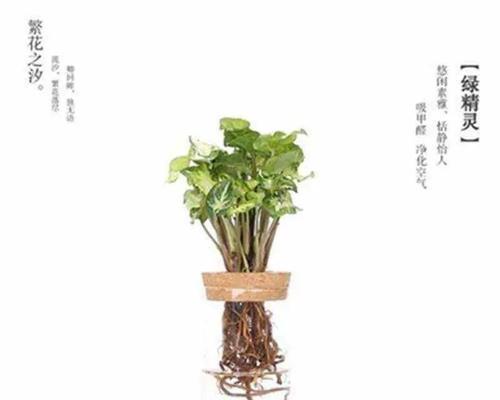 幼儿园适合种什么植物？（为孩子打造自然成长的环境）