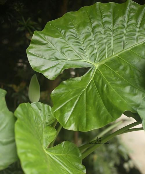 海芋开花的奥妙：探秘最美丽的海洋植物之一