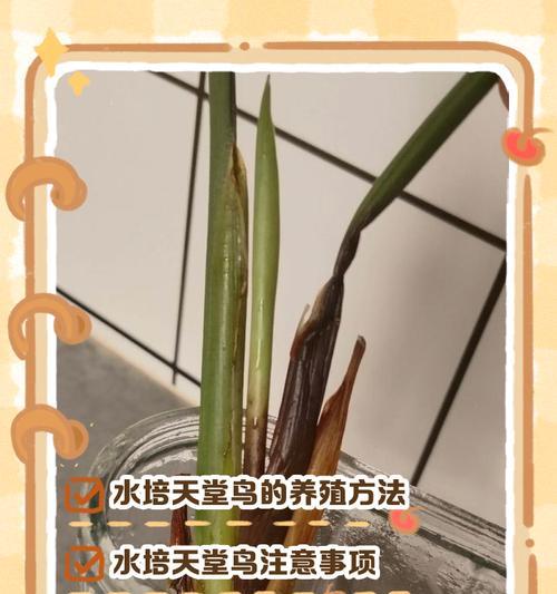 天堂鸟如何浇水？（浇水技巧、适宜的水量和频率）