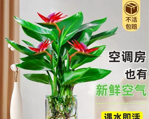 天堂鸟如何浇水？（浇水技巧、适宜的水量和频率）