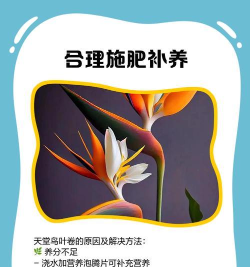 天堂鸟如何浇水？（浇水技巧、适宜的水量和频率）