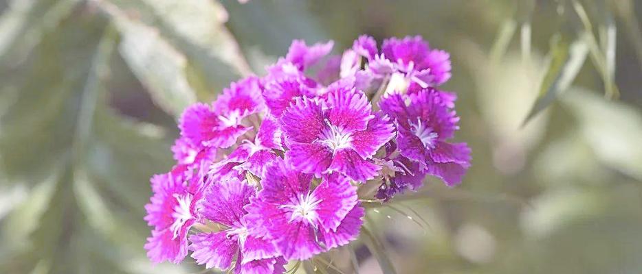 如何给石竹花浇适合的肥料？（石竹花肥料选择与浇灌技巧分享）