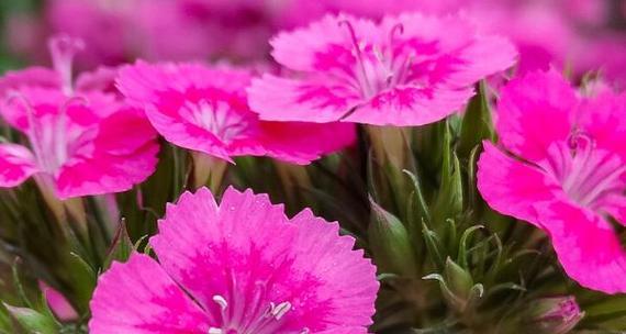 如何给石竹花浇适合的肥料？（石竹花肥料选择与浇灌技巧分享）